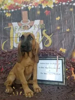 Pink Collar , a female Bloodhound for sale in Kenbridge, VA – 7 of 7