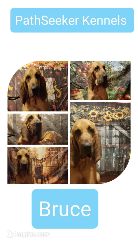 Bruce Lee – Bloodhound puppy on hold in Kenbridge, VA