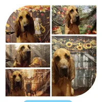 Bruce Lee, a male Bloodhound for sale in Kenbridge, VA – 1 of 1