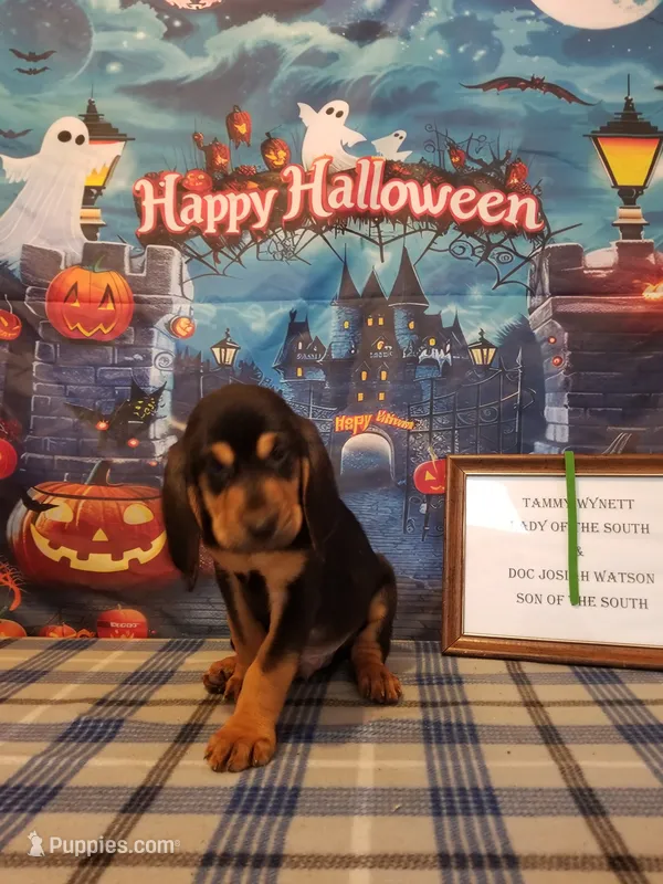 Willie Nelson- Tammy's Green  – Bloodhound puppy for sale in Kenbridge, VA