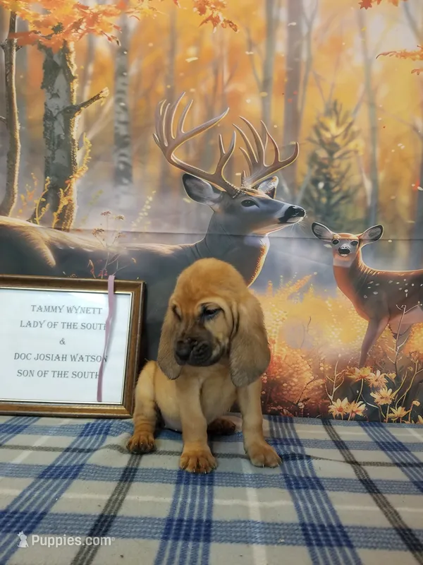Dolly- Tammy's Purple  – Bloodhound puppy for sale in Kenbridge, VA