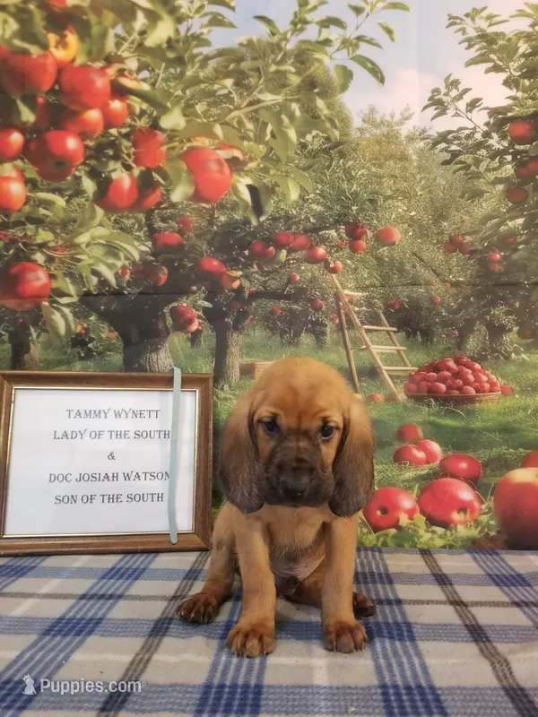 Kris Kristofferson- Tammy's Lt. Blue – Bloodhound puppy for sale in Kenbridge, VA
