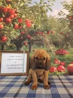Kris Kristofferson- Tammy's Lt. Blue, a male Bloodhound for sale in Kenbridge, VA – 1 of 3