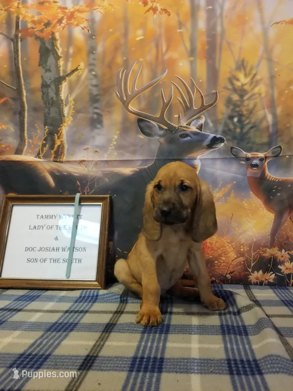 Kris Kristofferson- Tammy's Lt. Blue – Bloodhound puppy for sale in Kenbridge, VA