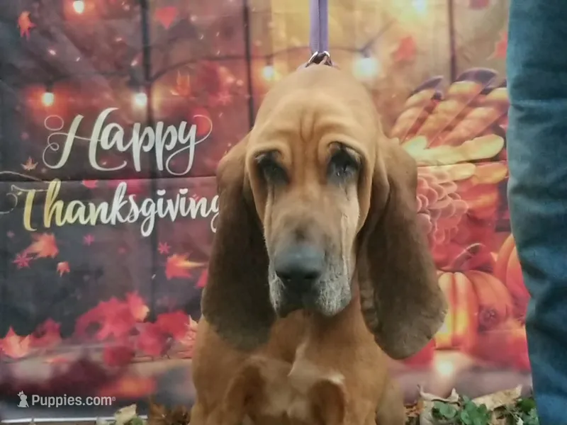 Roslind – Bloodhound puppy for sale in Kenbridge, VA