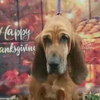 Roslind, a female Bloodhound for sale in Kenbridge, VA – 1 of 1