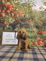 George Jones- Tammy's Navy, a male Bloodhound for sale in Kenbridge, VA – 1 of 3