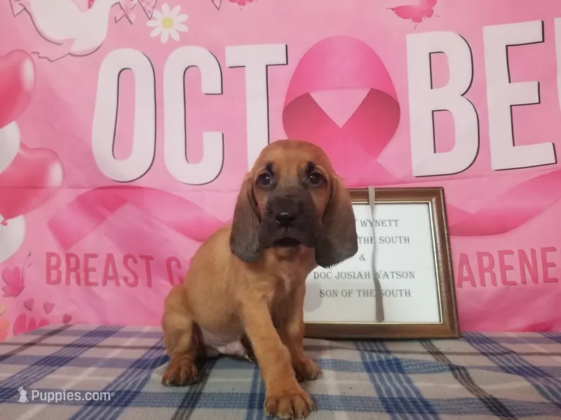 Tammy's Silver  – Bloodhound puppy for sale in Kenbridge, VA