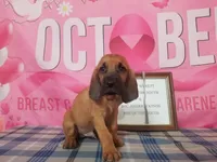 Randy Travis- Tammy's Silver , a male Bloodhound for sale in Kenbridge, VA – 2 of 3