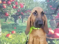 Green Collar , a female Bloodhound for sale in Kenbridge, VA – 4 of 7
