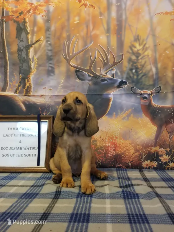 George Jones- Tammy's Navy – Bloodhound puppy for sale in Kenbridge, VA