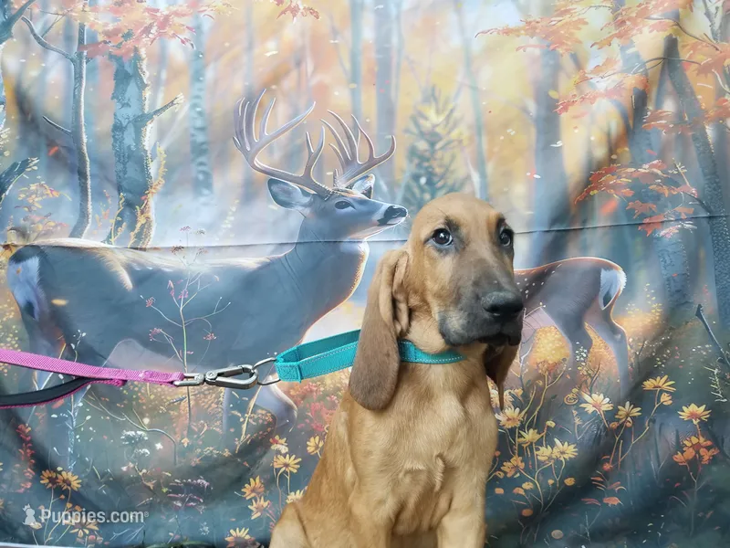 Mint Collar  – Bloodhound puppy for sale in Kenbridge, VA