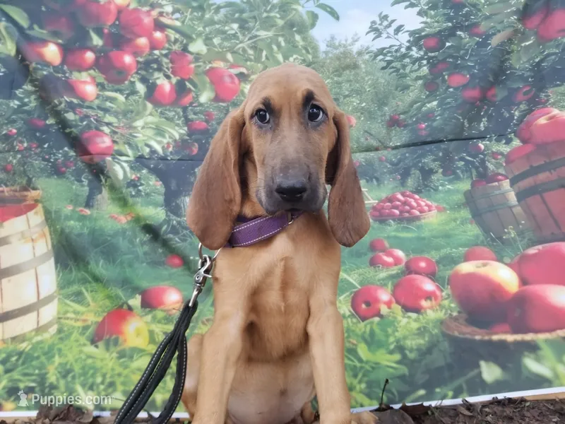Purple Collar  – Bloodhound puppy for sale in Kenbridge, VA