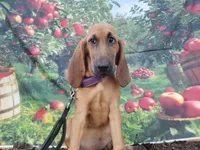 Purple Collar , a female Bloodhound for sale in Kenbridge, VA – 4 of 7