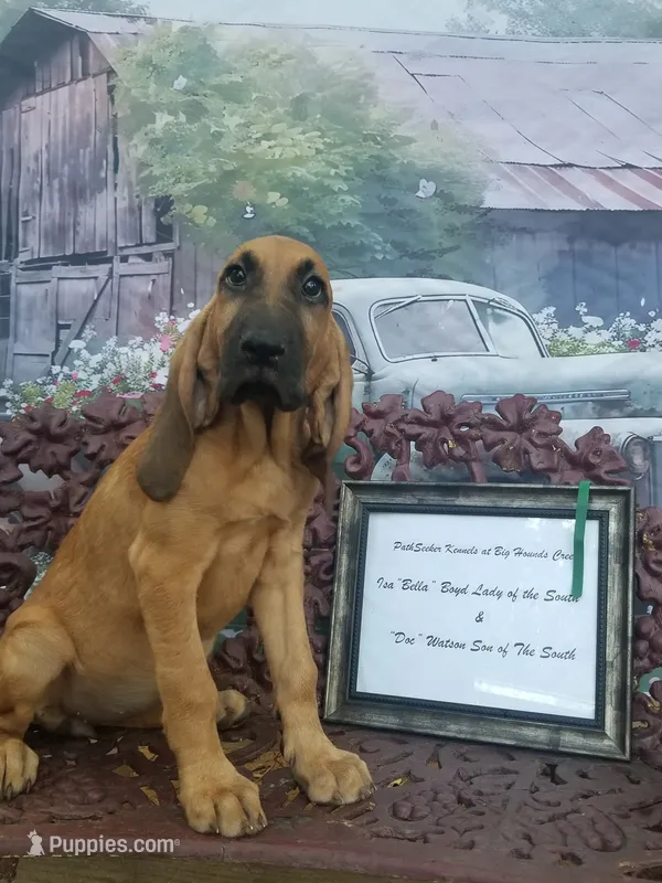 Green Collar  – Bloodhound puppy for sale in Kenbridge, VA