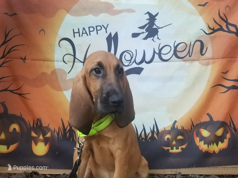 Green Collar  – Bloodhound puppy for sale in Kenbridge, VA