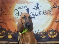 Green Collar , a female Bloodhound for sale in Kenbridge, VA – 1 of 7