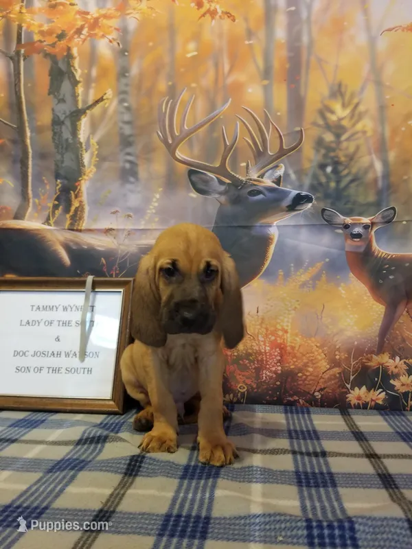 Randy Travis- Tammy's Silver  – Bloodhound puppy for sale in Kenbridge, VA
