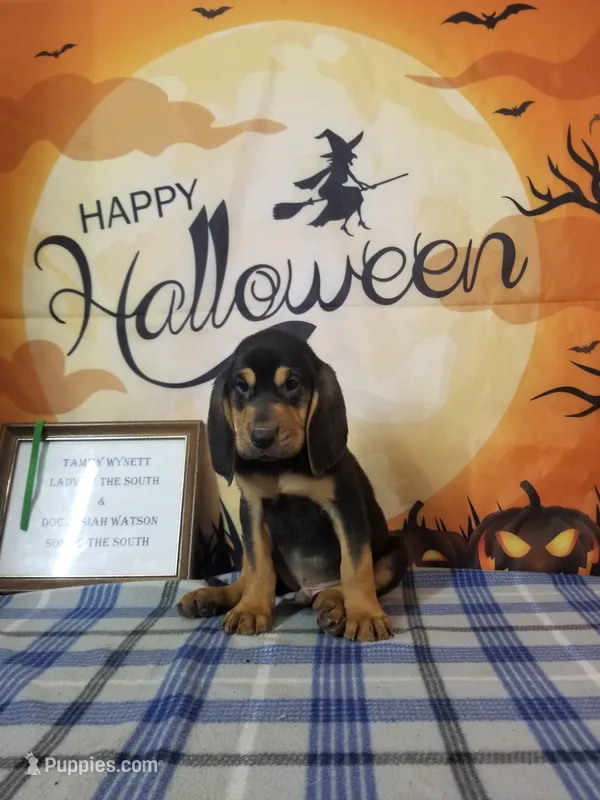 Willie Nelson- Tammy's Green  – Bloodhound puppy for sale in Kenbridge, VA
