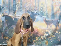 Pink Collar , a female Bloodhound for sale in Kenbridge, VA – 3 of 7