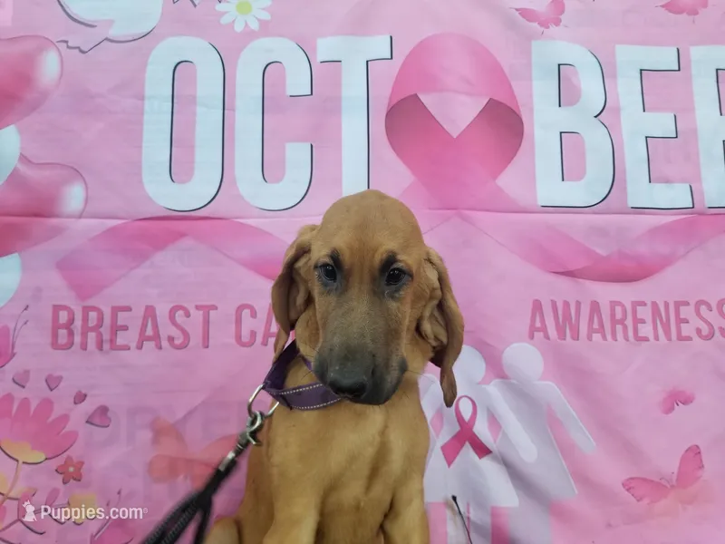 Purple Collar  – Bloodhound puppy for sale in Kenbridge, VA