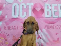 Purple Collar , a female Bloodhound for sale in Kenbridge, VA – 5 of 7