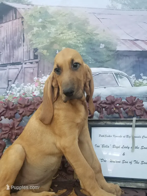 Silver Collar  – Bloodhound puppy for sale in Kenbridge, VA