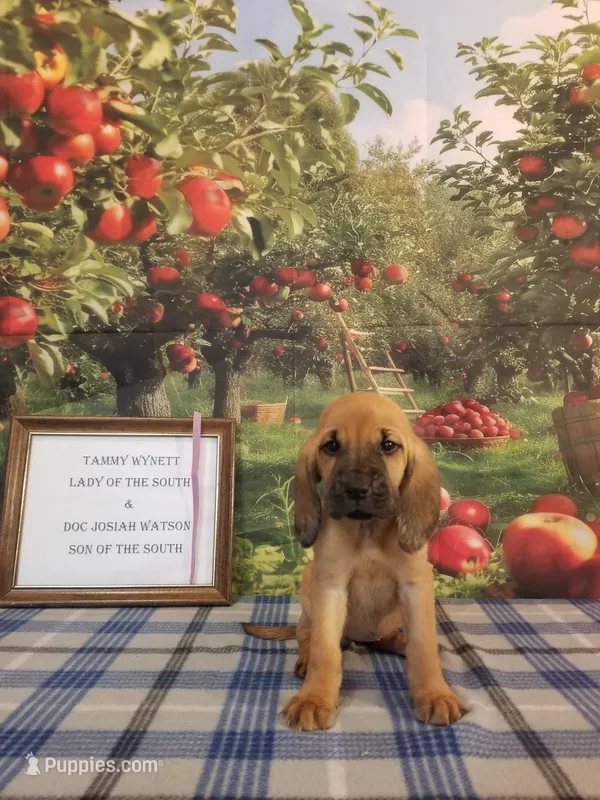Dolly- Tammy's Purple  – Bloodhound puppy for sale in Kenbridge, VA