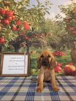 Dolly- Tammy's Purple , a female Bloodhound for sale in Kenbridge, VA – 1 of 3