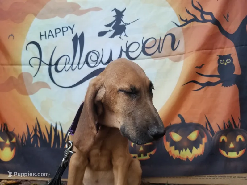 Purple Collar  – Bloodhound puppy for sale in Kenbridge, VA