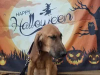 Purple Collar , a female Bloodhound for sale in Kenbridge, VA – 1 of 7