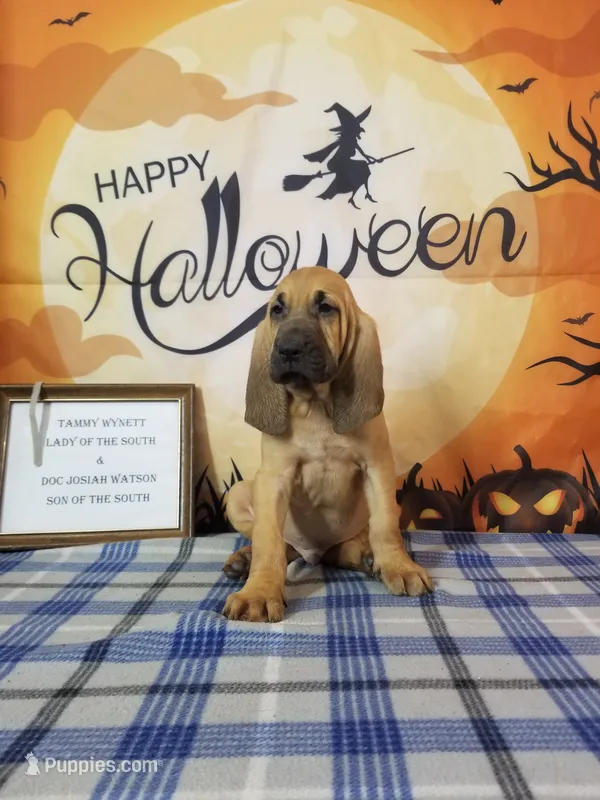 Randy Travis- Tammy's Silver  – Bloodhound puppy for sale in Kenbridge, VA