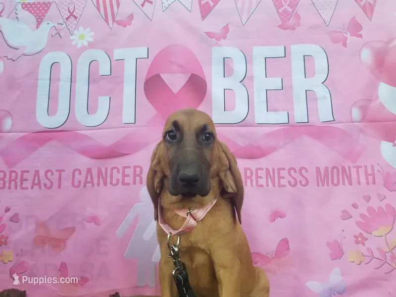 Pink Collar  – Bloodhound puppy for sale in Kenbridge, VA
