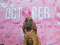 Pink Collar , a female Bloodhound for sale in Kenbridge, VA – 5 of 7