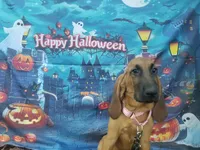 Pink Collar , a female Bloodhound for sale in Kenbridge, VA – 2 of 7