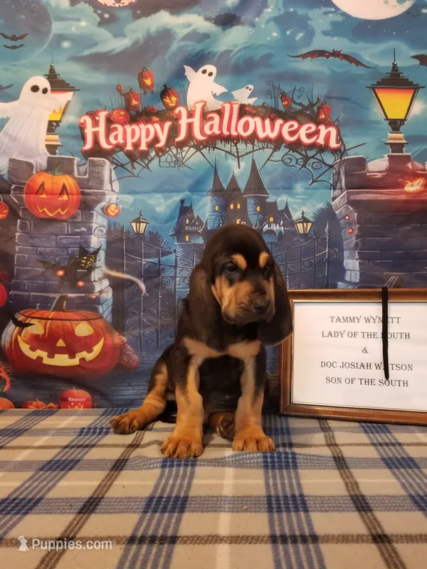 Johnny Cash- Tammy's Black  – Bloodhound puppy for sale in Kenbridge, VA