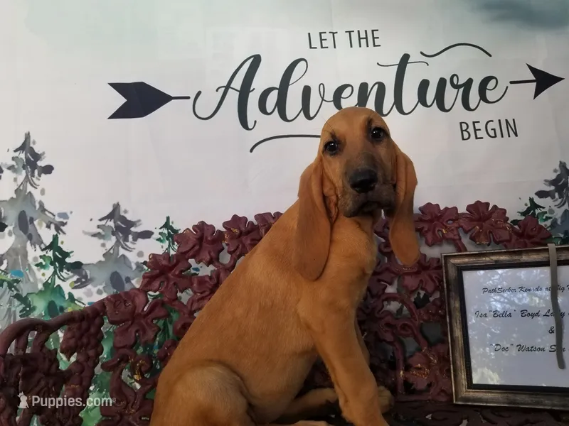 Silver Collar  – Bloodhound puppy for sale in Kenbridge, VA