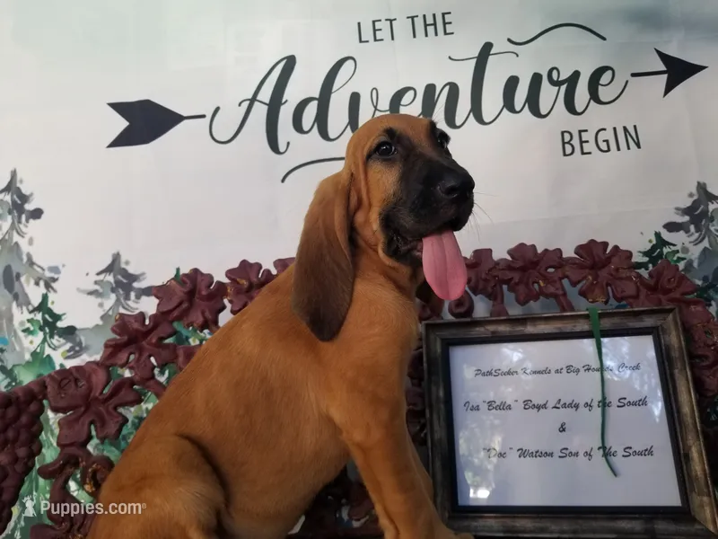 Green Collar  – Bloodhound puppy for sale in Kenbridge, VA