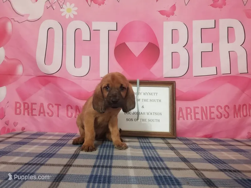 Tammy's Lt. Blue – Bloodhound puppy for sale in Kenbridge, VA