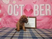 Kris Kristofferson- Tammy's Lt. Blue, a male Bloodhound for sale in Kenbridge, VA – 2 of 3