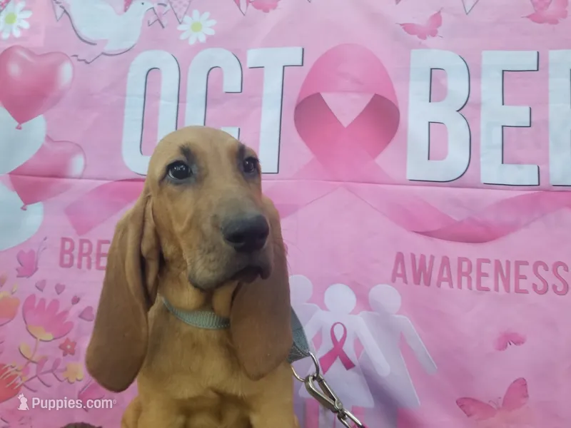 Silver Collar  – Bloodhound puppy for sale in Kenbridge, VA
