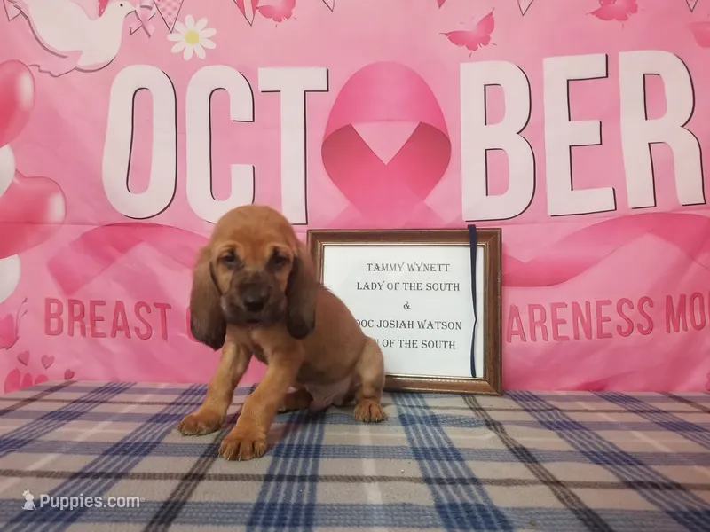 Tammy's Navy – Bloodhound puppy for sale in Kenbridge, VA