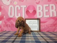 George Jones- Tammy's Navy, a male Bloodhound for sale in Kenbridge, VA – 2 of 3