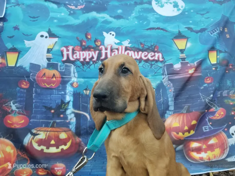 Mint Collar  – Bloodhound puppy for sale in Kenbridge, VA