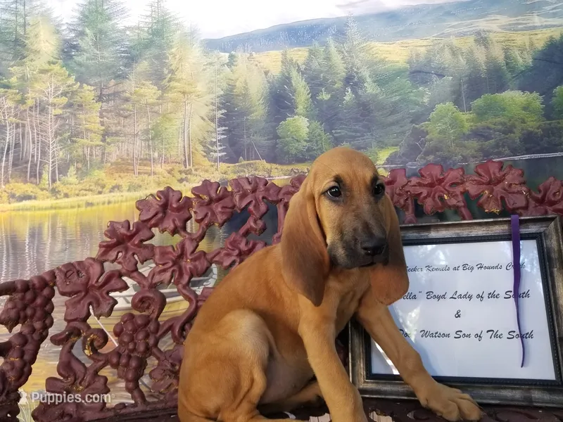 Purple Collar  – Bloodhound puppy for sale in Kenbridge, VA