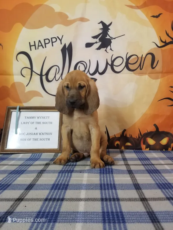 Kris Kristofferson- Tammy's Lt. Blue – Bloodhound puppy for sale in Kenbridge, VA