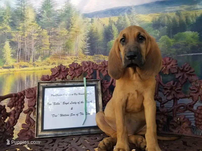 Mint Collar  – Bloodhound puppy for sale in Kenbridge, VA