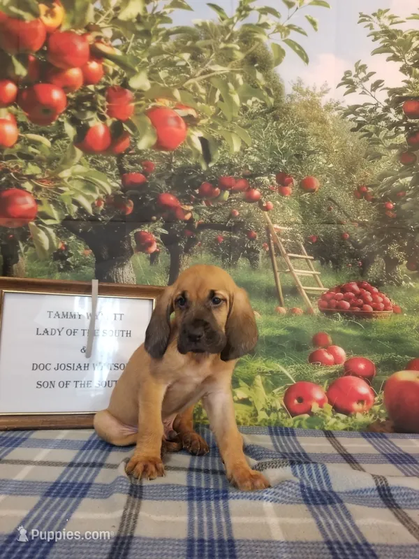 Randy Travis- Tammy's Silver  – Bloodhound puppy for sale in Kenbridge, VA