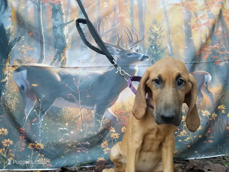Purple Collar  – Bloodhound puppy for sale in Kenbridge, VA