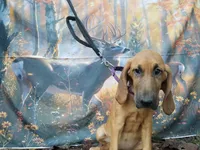 Purple Collar , a female Bloodhound for sale in Kenbridge, VA – 3 of 7